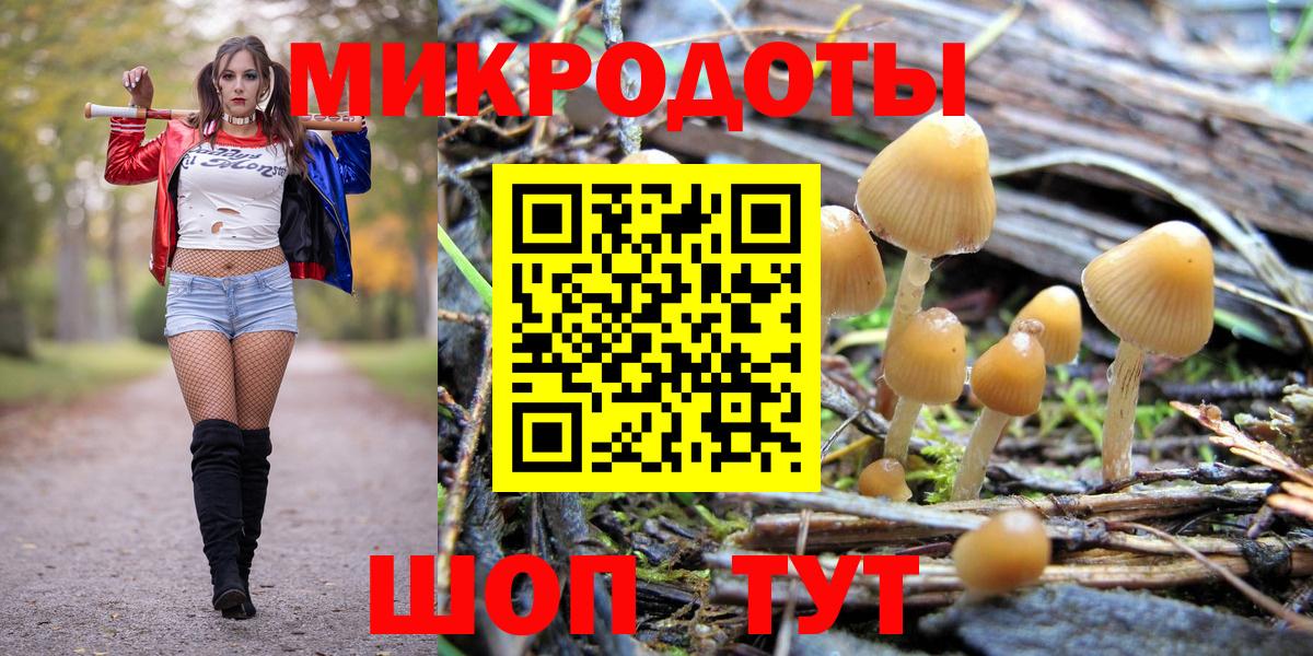 Галлюциногенные грибы Psilocybe Георгиевск