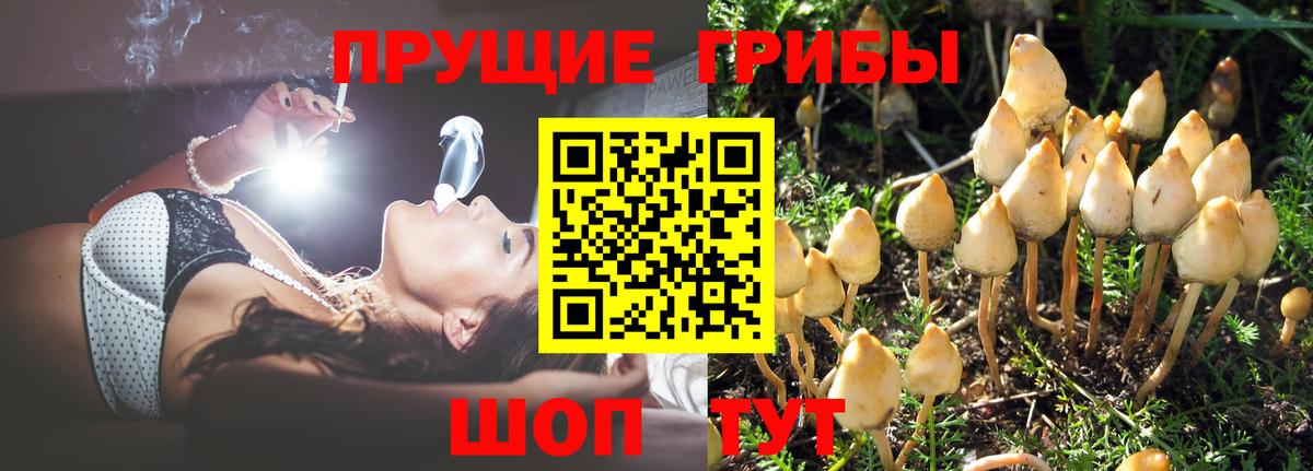 Георгиевск  Галлюциногенные грибы Cubensis  Вход с VPN 